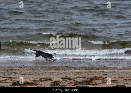 Schwarzer Hund läuft auf einem Strand Stockfoto