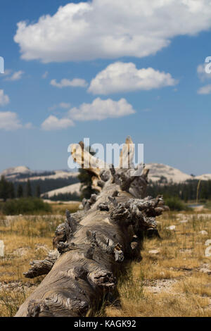 Holz in Tuolumne Meadows Stockfoto