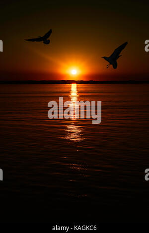 Sonnenuntergang auf der Ostsee mit Möwen Silhouetten Stockfoto