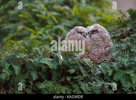Große gehörnten Bezeichnung auf Auferstehung fern Stockfoto