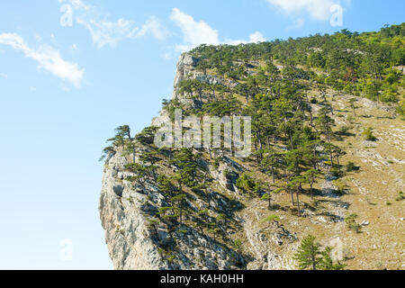 Wald auf einem Berghang Stockfoto