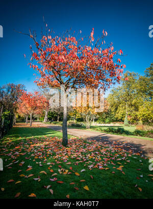 Die herbstlichen Bäume in Peckham Rye Park South London Stockfoto