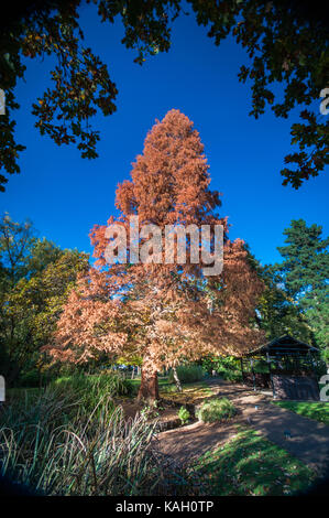 Die herbstlichen Bäume in Peckham Rye Park South London Stockfoto