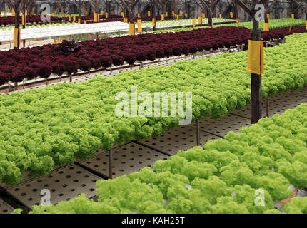 Zeilen von frischem Grün Salat im Gewächshaus Stockfoto