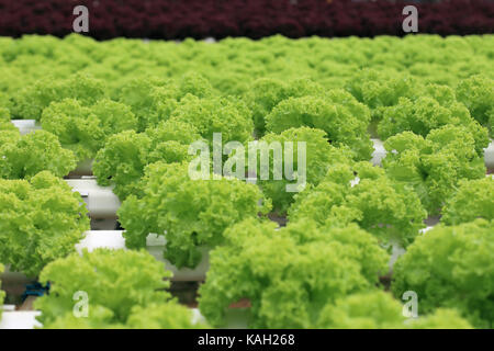 Organische hydroponic Kopfsalat Anbau Farm Stockfoto