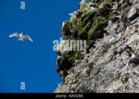 Norwegen, Spitzbergen, Süd-Svalbard-Naturreservat, Edgeoya, Kapp Waldburg. Kolonie der Nistkittiwakes (WILD: Rissa tridactyla) Stockfoto