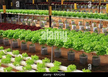 Grüne kultiviert frischen Kohl wächst im Gewächshaus Stockfoto