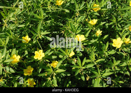 Große Blume Primrose Stockfoto