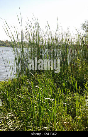 Große Blume Primrose und Rush Stockfoto