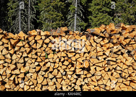 Einen Haufen Holz im Hintergrund der Fichten Wälder Fichte Stockfoto