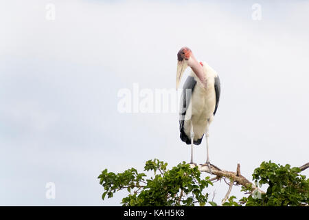 Marabu (Leptoptilos crumeniferus) im Baum gehockt, Krüger Nationalpark, Südafrika. Stockfoto