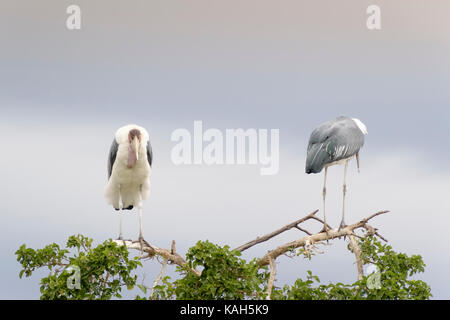 Zwei Marabu (Leptoptilos crumeniferus) im Baum bei Sonnenuntergang gehockt, Krüger Nationalpark, Südafrika. Stockfoto