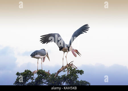 Zwei Marabu (Leptoptilos crumeniferus) im Baum bei Sonnenuntergang gehockt, Krüger Nationalpark, Südafrika. Stockfoto