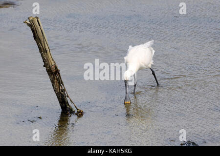 Löffler (Platalea leucorodia) Nahrungssuche auf das Wattenmeer, Texel, Niederlande Stockfoto