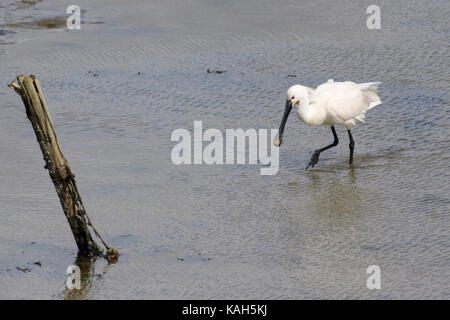 Löffler (Platalea leucorodia) Nahrungssuche auf das Wattenmeer, Texel, Niederlande Stockfoto