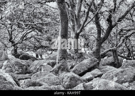 Knorrige und verdrillte Leitungen, Granitfelsen und üppige Moos an Wistman's Wood, Nationalpark Dartmoor, Devon, UK im September - in schwarz-weiß Stockfoto