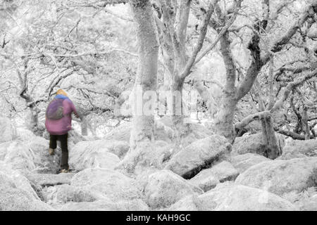 Person Kletterten über Granitblöcke, die letzten knorrigen und verdrillte Leitungen und üppige Moos in Wistman's Wood, Nationalpark Dartmoor, Devon im September Stockfoto