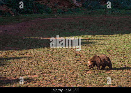 Braunbär (Ursus arctos) in Parque de la Naturaleza de Cabárceno. Der Park für die Freiheit der Tiere bekannt ist. Stockfoto