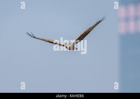 Im Flug Bird-östlichen Rohrweihe (Circus spilonotus) Stockfoto