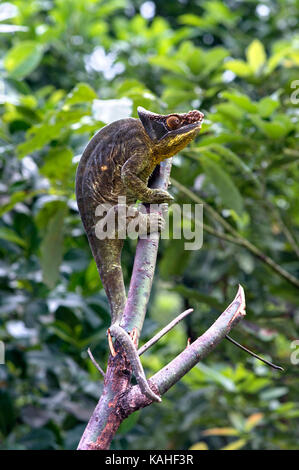 Parson's Chamäleon (Calumma parsoni), männlich auf Zweig, Andasibe Nationalpark, Madagaskar Stockfoto