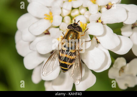Haarige schweben Fliegen (Syrphus torvus), Weibliche bei Evergreen candytuft (Iberis sempervirens), Baden-Württemberg, Deutschland Stockfoto