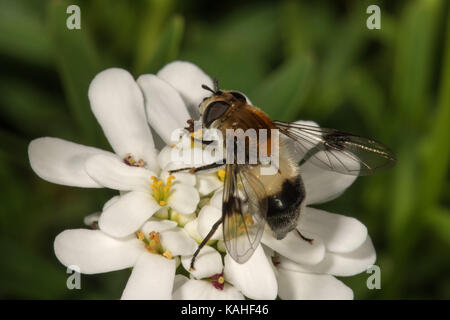 Zingiberaceae Hoverfly (Volucella Inflata), Weibliche bei Evergreen candytuft (Iberis sempervirens), Baden-Württemberg, Deutschland Stockfoto