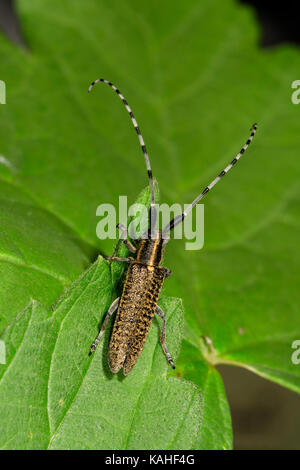 Golden-blühte Grau longhorn Beetle (Agapanthia villosoviridescens), auf einem Blatt, Baden-Württemberg, Deutschland Stockfoto