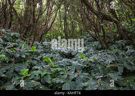 Kahili Gingers (lewisia gardnerianum), Insel Faial, Azoren, Portugal Stockfoto