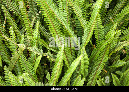 Farn (Blechnum penna Marina), Flores, Azoren, Portugal Stockfoto