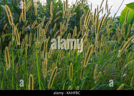 Zwerg Brunnen Gras (Pennisetum alopecuroides), Deutschland Stockfoto