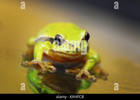 Nahaufnahme des niedlichen Europäischen Grünen Laubfrosch (Hyla arborea) Stockfoto