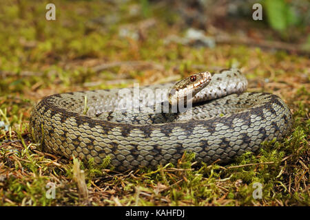 Bunte gekreuzt europäischen Addierer Sonnenbaden auf Moss (Vipera berus) Stockfoto