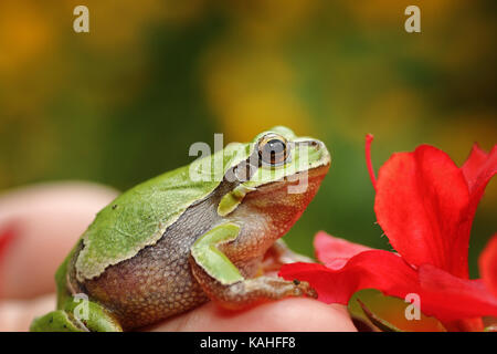 Cute Green Tree Frog im Frühjahr Einstellung (Hyla arborea) Stockfoto