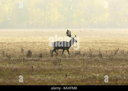 Damwild Hirsch in schönen Herbst Licht (Dama) auf Wiese, wilde Tiere in der Paarungszeit Stockfoto