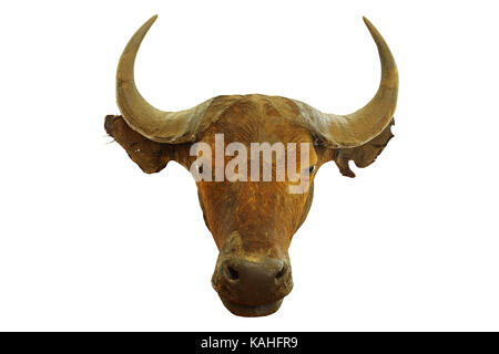 Jagd Trophäe afrikanischer Büffel (Syncerus Caffer) auf weißem Hintergrund Stockfoto
