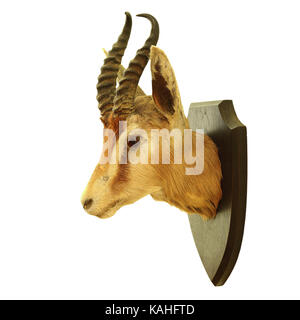 Jagd Trophäe von Antidorcas marsupialis auf weißem Hintergrund, die springbok Antilope Stockfoto