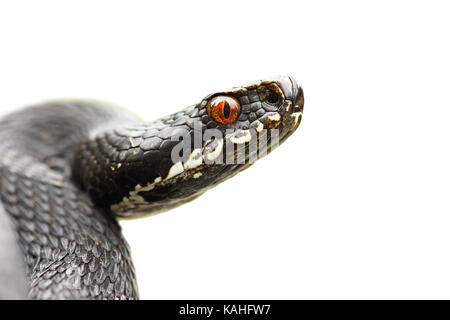 Isolierte Portrait von Schwarzen gemeinsame Viper (Vipera berus, Isolation auf weißem Hintergrund) Stockfoto