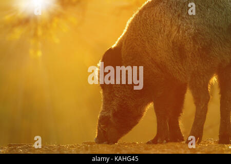 Nahaufnahme von Wildschwein Nahrungssuche für Lebensmittel in der Morgendämmerung, schöne orange Licht (Sus scrofa) Stockfoto