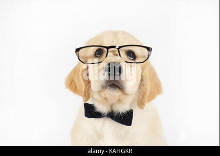 Golden Retriever, Welpen, 7 Wochen, mit Brille und schwarzen Fliegen Stockfoto