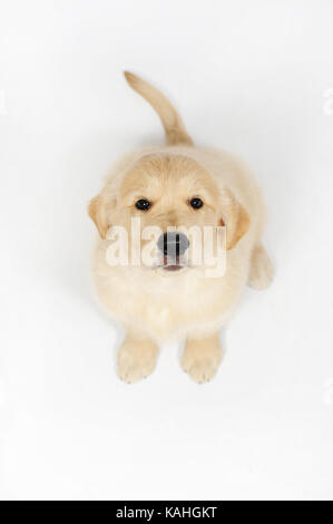 Golden Retriever, Welpen, 7 Wochen, Sitzen, von oben Stockfoto