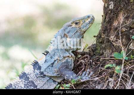 Schwarz stacheligen-tailed Iguana (Ctenosaura Imilis), Costa Rica Stockfoto