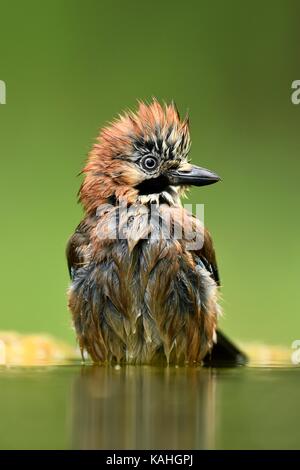 Eichelhäher (Garrulus Glandarius), Baden, Nationalpark Kiskunság, Ungarn Stockfoto