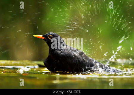 Amsel (Turdus merula), männlich, Baden in den Teich, Nationalpark Kiskunsag, Ungarn Stockfoto