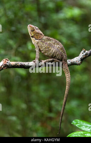 Kurze-horned Chameleon (Calumma brevicorne) auf Ast sitzt, Andasibe Nationalpark, Madagaskar Stockfoto