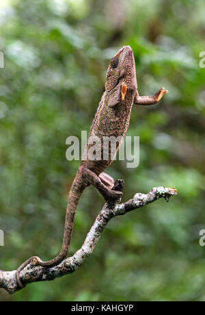 Kurze - Chameleon (Calumma brevicorne) auf Zweig gehörnten, Andasibe Nationalpark, Madagaskar Stockfoto