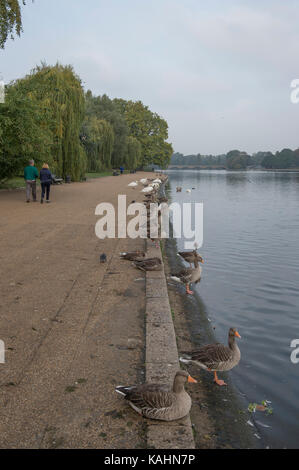 London, Großbritannien. 26. September 2017. Hazy Sonnenschein und Herbstfarben im Hyde Park. Credit: Malcolm Park/Alamy Leben Nachrichten. Stockfoto