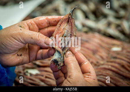 Vorbereitung und Filetieren gesalzene Sardellen am Roque Anchois Collioure Sardellen Fabrik in Frankreich Stockfoto