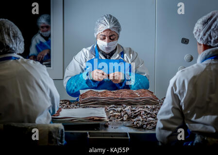 Vorbereitung und Filetieren gesalzene Sardellen am Roque Anchois Collioure Sardellen Fabrik in Frankreich Stockfoto