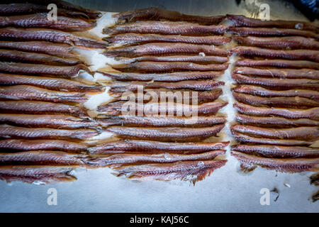 Vorbereitung und Filetieren gesalzene Sardellen am Roque Anchois Collioure Sardellen Fabrik in Frankreich Stockfoto