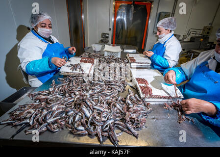 Vorbereitung und Filetieren gesalzene Sardellen am Roque Anchois Collioure Sardellen Fabrik in Frankreich Stockfoto